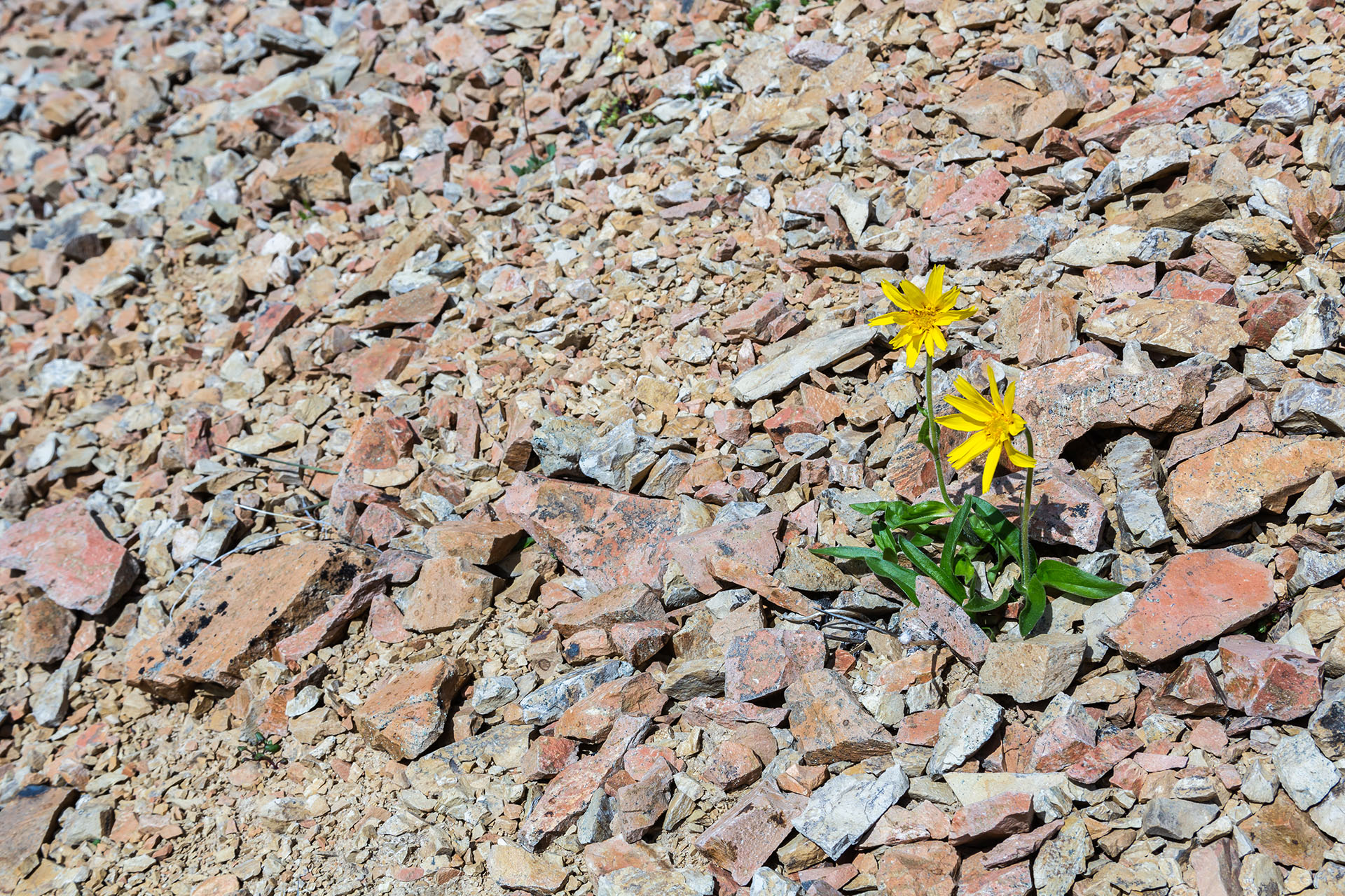 Small plant growing rocks