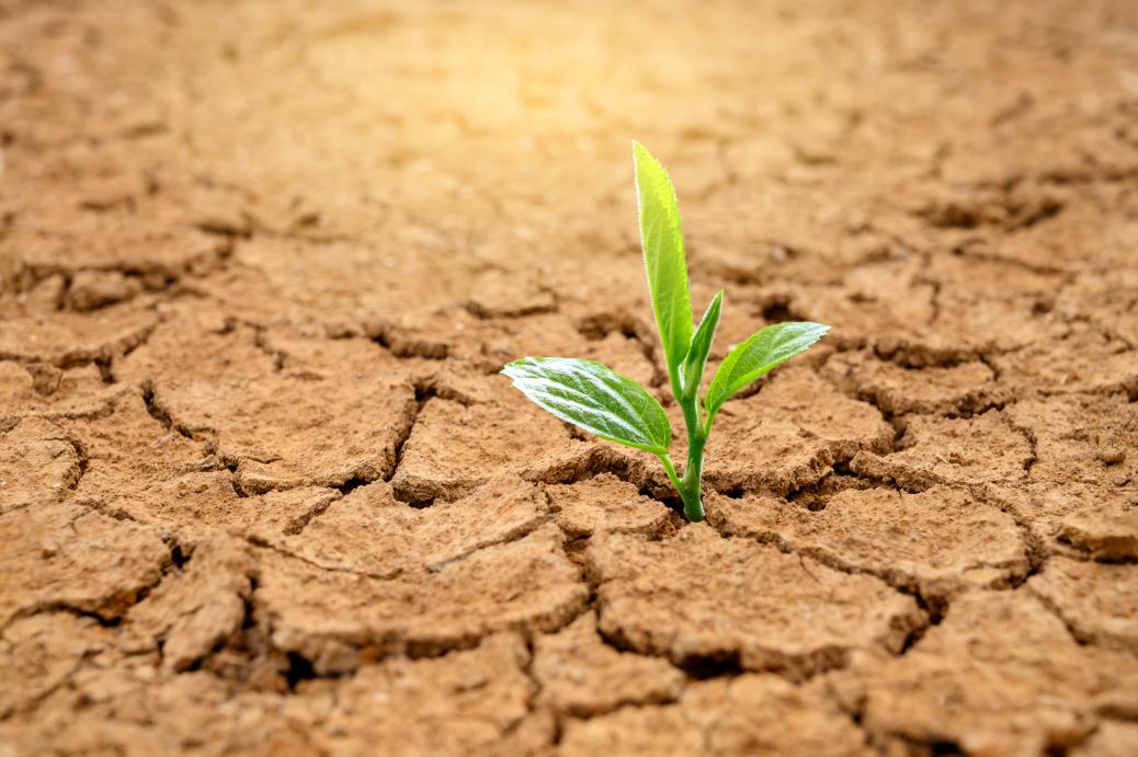 Plant growing through the cracks of a desert floor