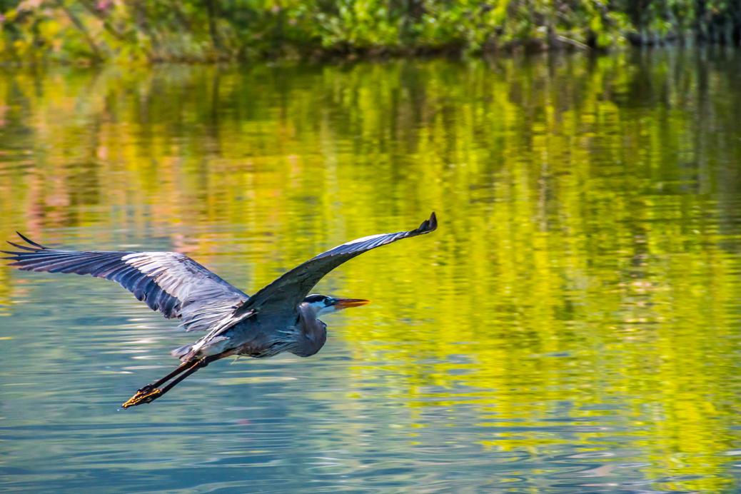 A heron flying over water