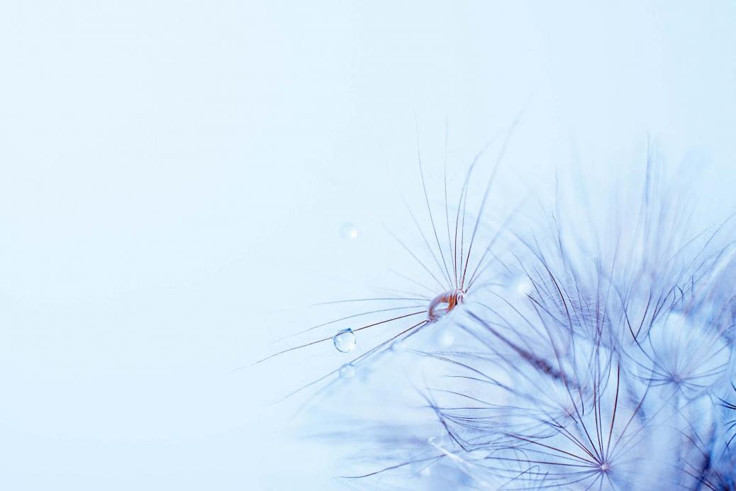 Dandelion flower background, extreme closeup with rain drops