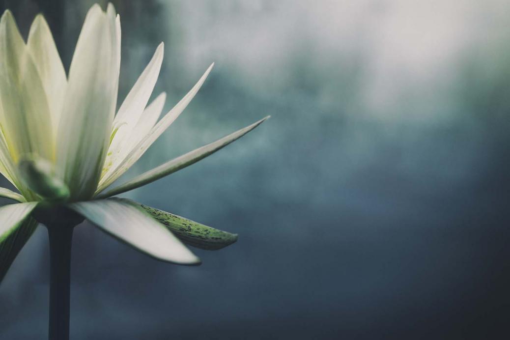 Lotus flower in bloom.