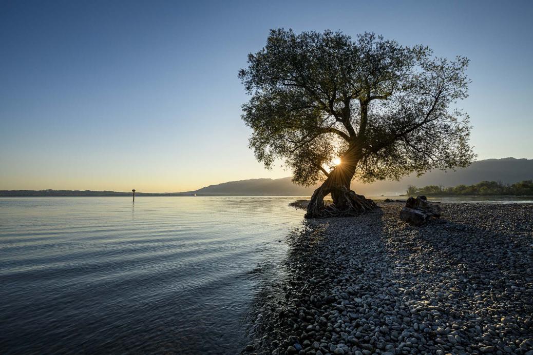 A tree on the edge of a lake