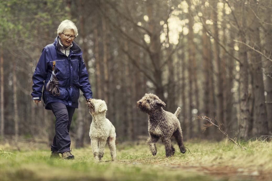 Woman walking dogs
