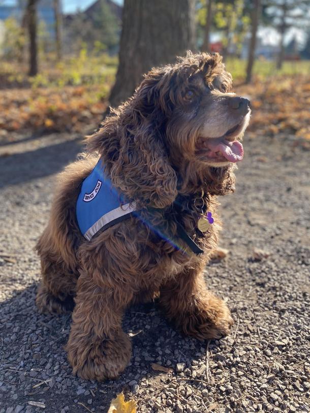Mocha, the service dog Mocha is the second service dog to stay with his owner on an inpatient unit at The Royal.