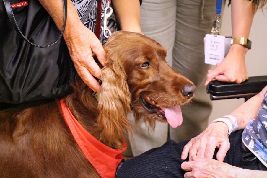 Caleigh the therapy dog