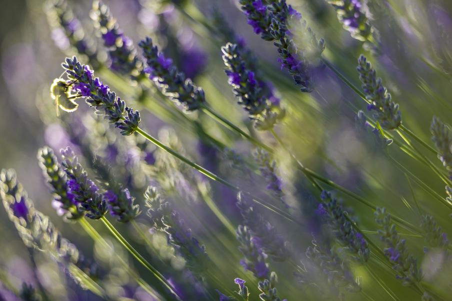Lavender