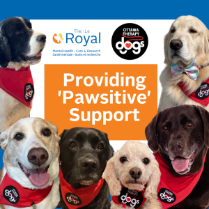 Therapy dogs