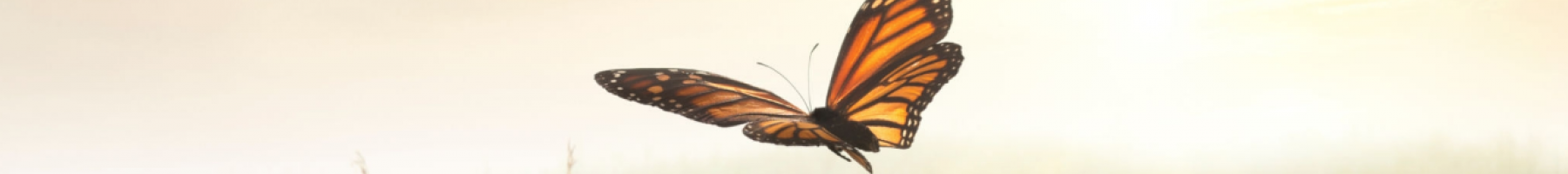 Butterfly Story Butterfly