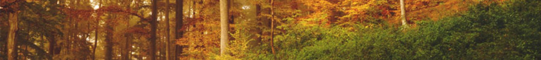 Prolonged Exposure Therapy for Posttraumatic Stress Disorder fall outdoor nature scene