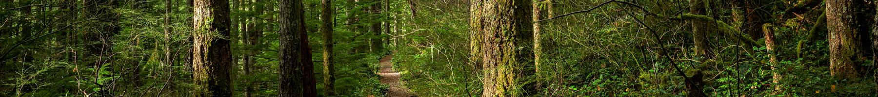 Forest Therapy and your Mental Health Path in a forest