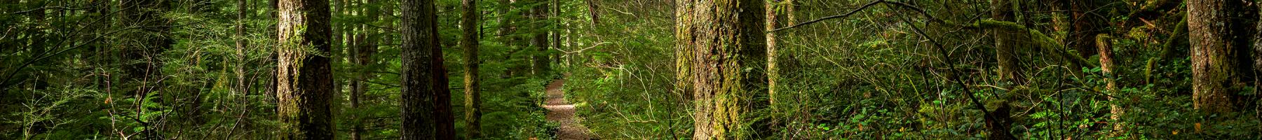 Path in a forest