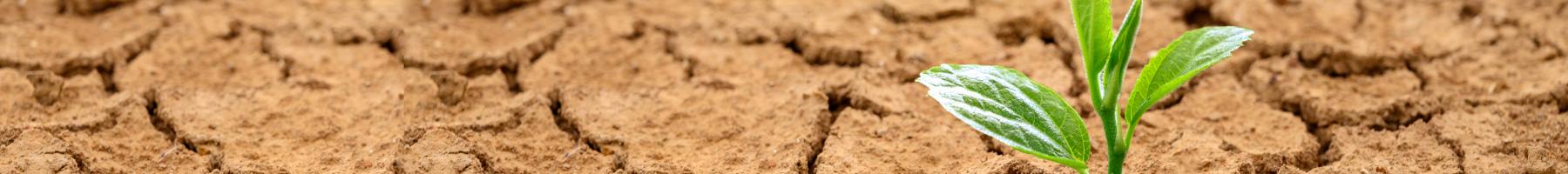 Plant growing through the cracks of a desert floor