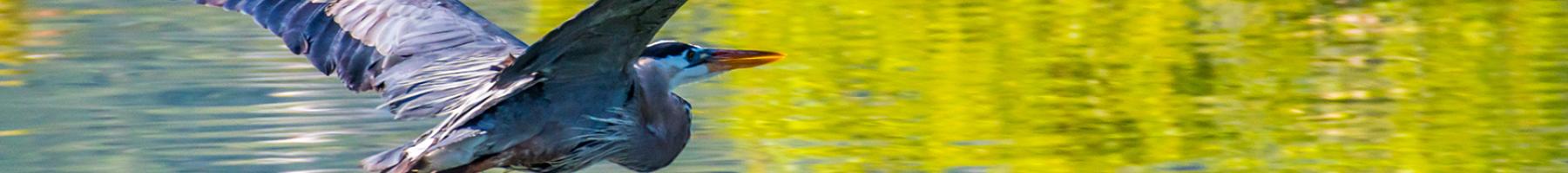 A heron flying over water