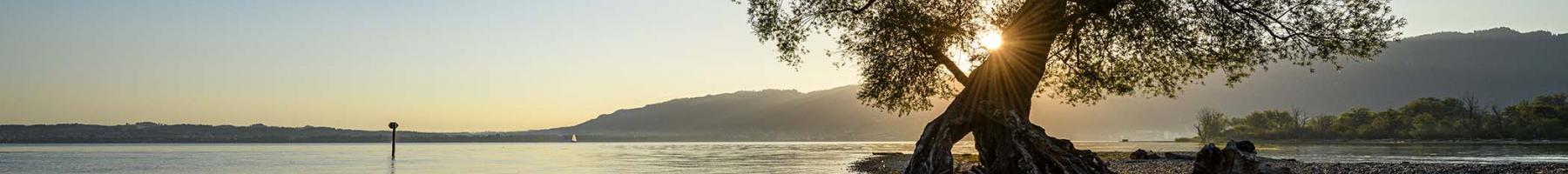 A tree on the edge of a lake