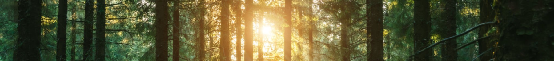 Sunlight appearing through the forest
