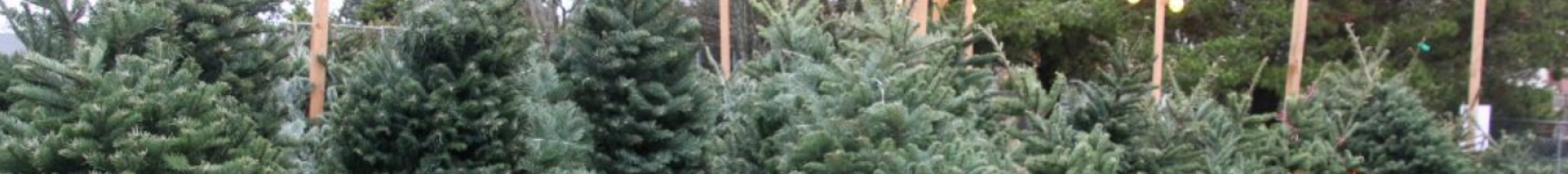 Christmas tree lot