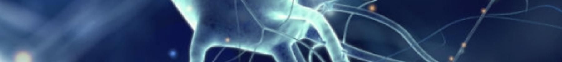 Neurons