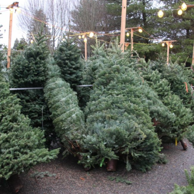 Un lot de sapins de Noël