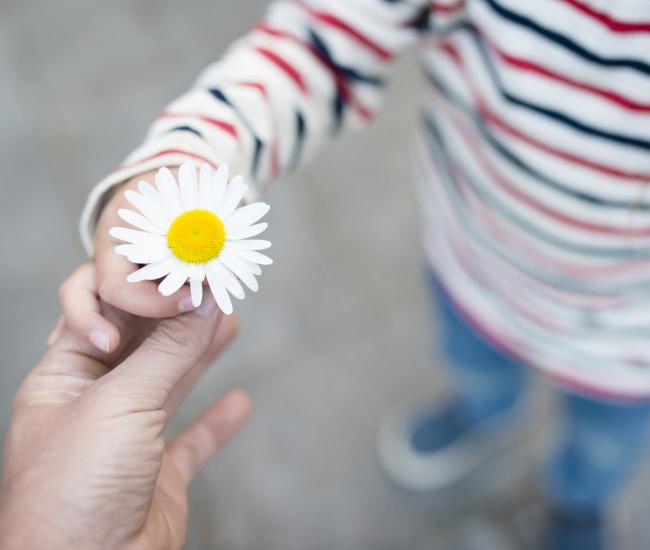 Child giving flower to adult