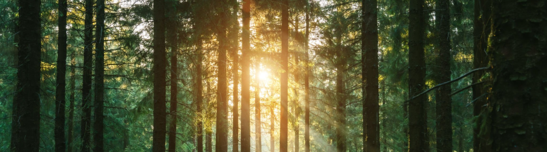 Sunlight appearing through the forest