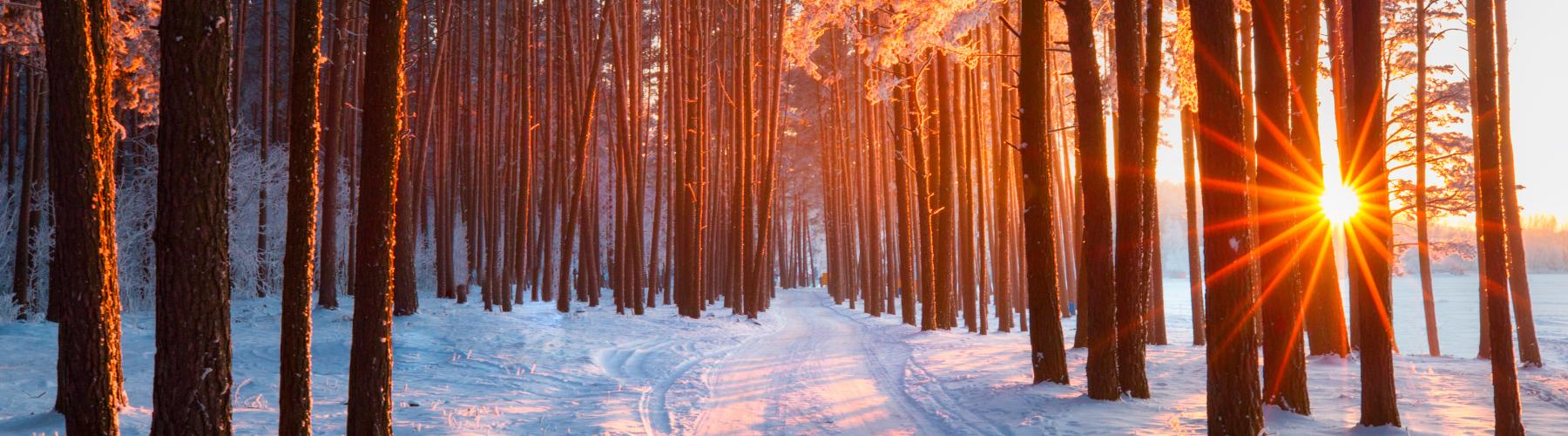 A wooded path at sunset.