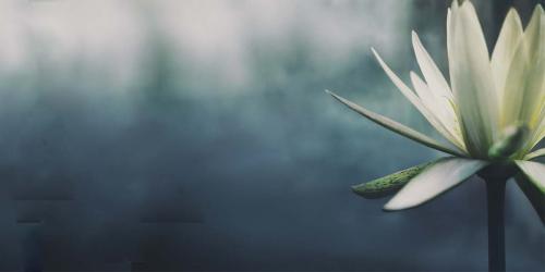 Lotus flower in bloom