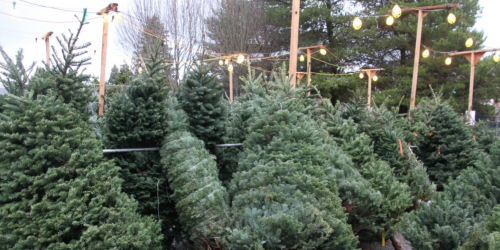Christmas tree lot