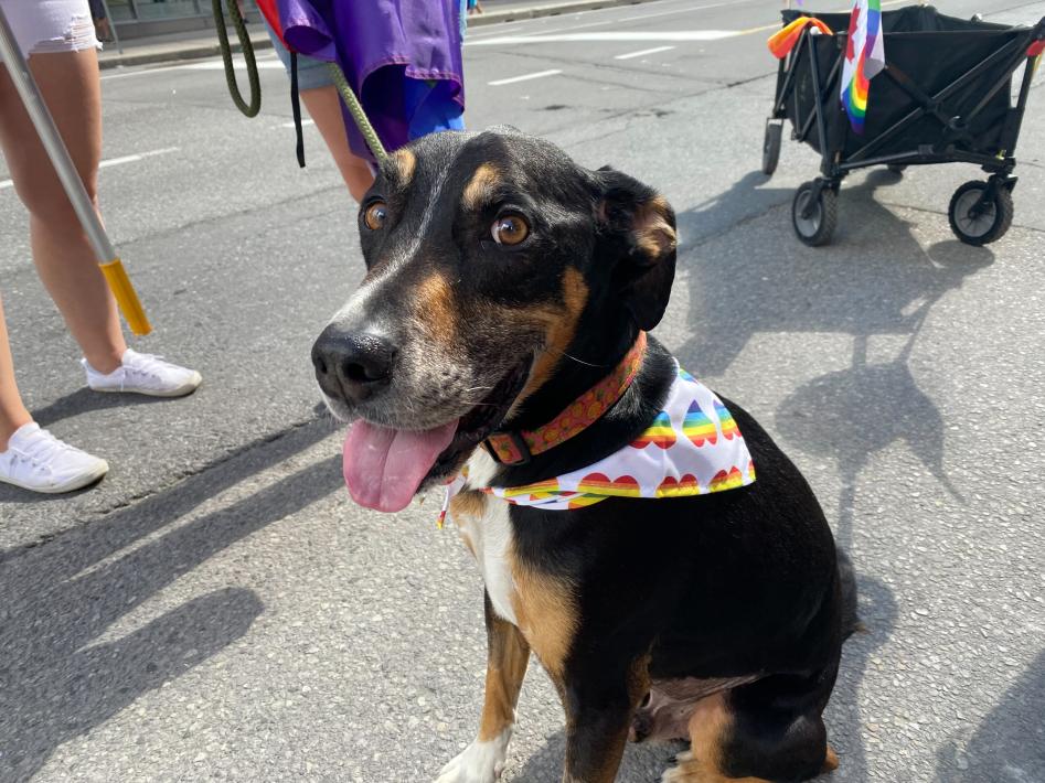 Team Royal at the 2023 Capital Pride Parade