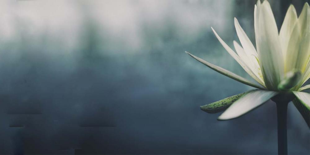 Fleur de lotus en floraison